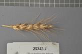 Click for 1 image(s) for this accession. Spike